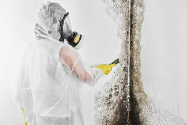 Best Professional Mold Removal  in Embreeville, TN