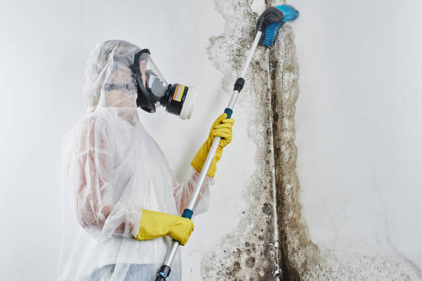 Best Office Mold Removal Services  in Embreeville, TN