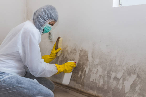 Best Affordable Mold Removal  in Embreeville, TN