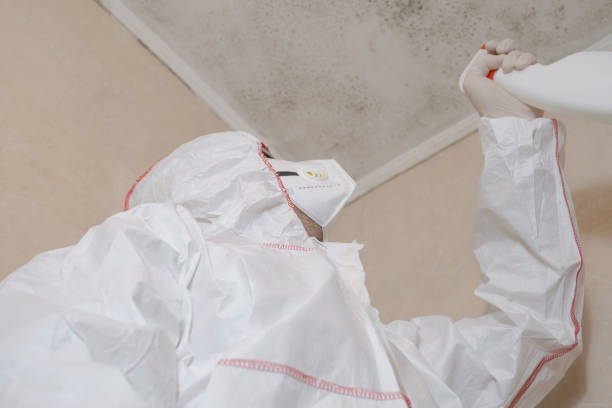 Professional Mold Removal in Embreeville, TN