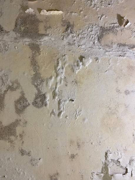 Best Black Mold Removal  in Embreeville, TN