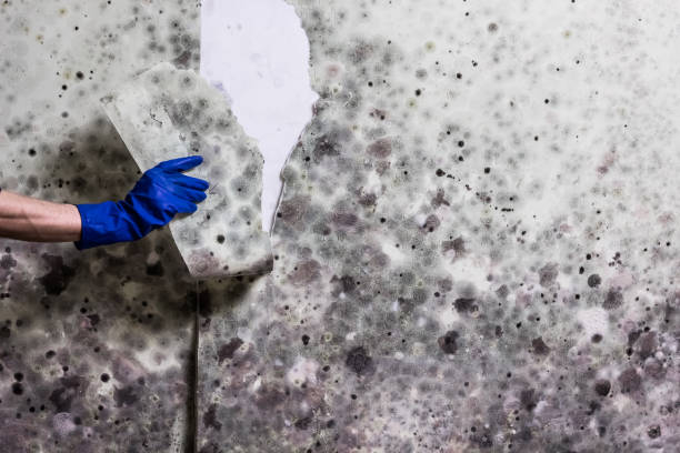 Best Attic Mold Removal  in Embreeville, TN