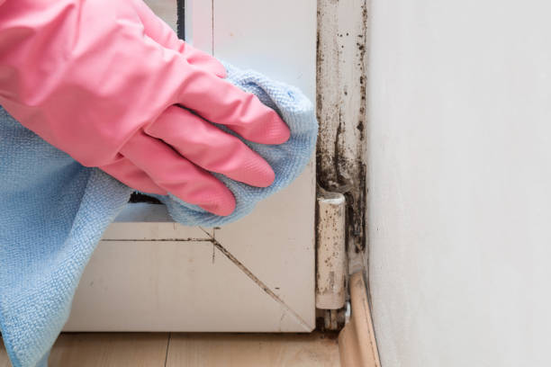 Best Certified Mold Removal  in Embreeville, TN