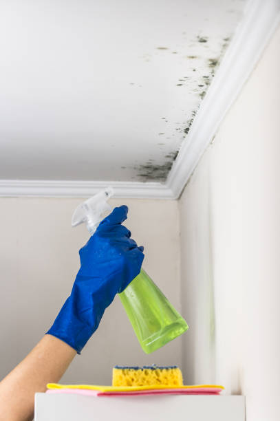 Best Mold Damage Repair  in Embreeville, TN